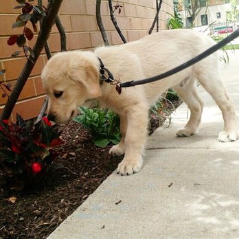 Uptown Pet Services - This pic is from Spencer, on their most recent walk. We love getting these updates while we're at work. - Dog Walkers Near Me