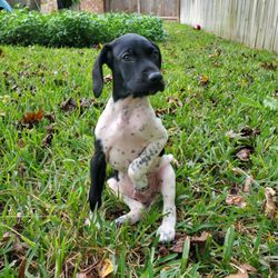 Magnolia High School - Dog