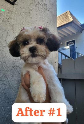 Dog Grooming - We're a small business created by our love for the well-being of your pets. Ran by three sisters
always providing the best experience for fur babies regardless of their size or breed. We welcome
any dogs, cats, and guinea pigs. Dog Grooming - We're a small business created by our love for the well-being of your pets. Ran by three sisters
always providing the best experience for fur babies regardless of their size or breed. We welcome
any dogs, cats, and guinea pigs.