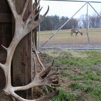 Reindeer Ranch - Tours Near Me - Kalamazoo, Michigan Reindeer Ranch - Tours Near Me - Kalamazoo, Michigan