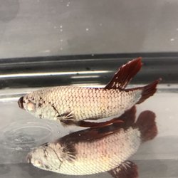 Alien Aquatics - Red Dragon Betta