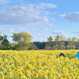 Sunflower fields. Sunflower fields.