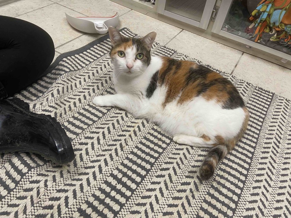 FINGER LAKES PET RESORT Updated September 2024 30 Reviews 1296 Beaver Creek Rd, Farmington