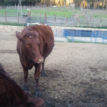 Tilden Regional Park - Cows! - Parks Near Me - Berkeley, California