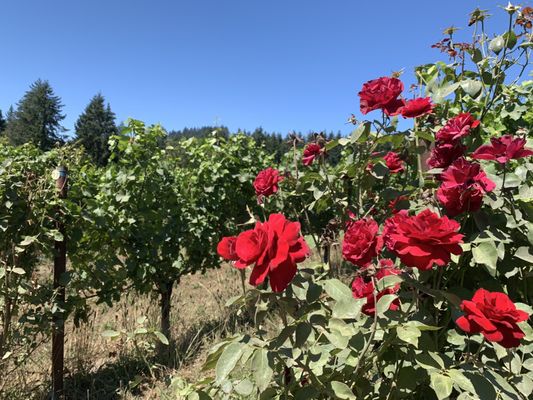Remy Wines by null
