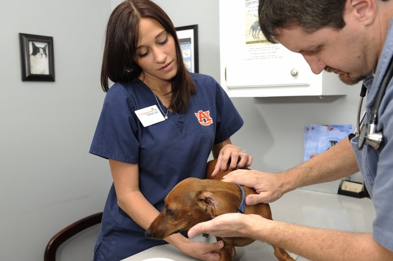 Companion Animal Care - pet boarding facility in Madison, AL