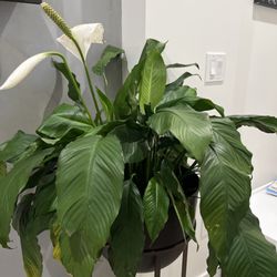 City Grows - Lilly