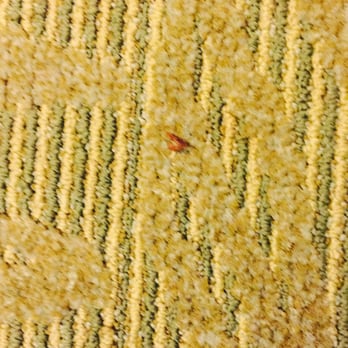 SpringHill Suites by Marriott Phoenix North - Chunk of red goo- looked like blood clots I deal with at work - Hotels Near Me - Phoenix, Arizona SpringHill Suites by Marriott Phoenix North - Chunk of red goo- looked like blood clots I deal with at work - Hotels Near Me - Phoenix, Arizona