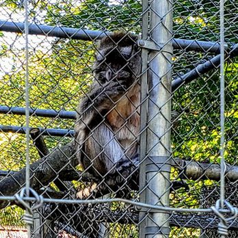Wilderness Trails Animal Park - Primate at Wilderness Trails Zoo - Zoos Near Me - Birch Run, Michigan Wilderness Trails Animal Park - Primate at Wilderness Trails Zoo - Zoos Near Me - Birch Run, Michigan