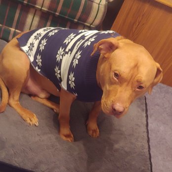 ALDI - Adorable doggie sweater only $4.99. And it actually fit my big boy Simba. - Grocery Near Me - Portsmouth, Ohio