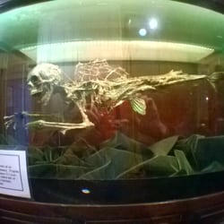 Musée d'Art Fantastique - Le Reqhomme.