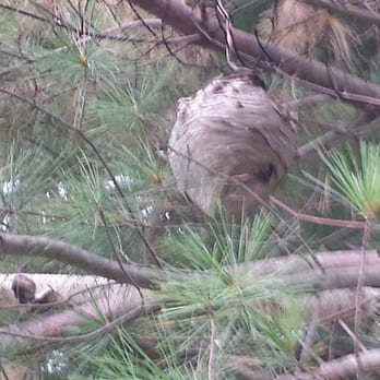 American Wilderness Campground - The hornet's nest that decorated our campsite. - Campgrounds Near Me - Grafton, Ohio American Wilderness Campground - The hornet's nest that decorated our campsite. - Campgrounds Near Me - Grafton, Ohio