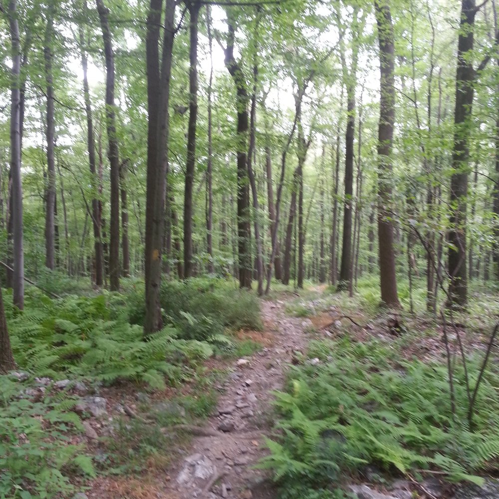 Hawk Mountain - The Golden Eagle Trail. - Hiking Near Me - Kempton, Pennsylvania Hawk Mountain - The Golden Eagle Trail. - Hiking Near Me - Kempton, Pennsylvania