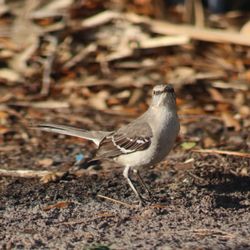 Mirasol Park - Northern Mockingbird
