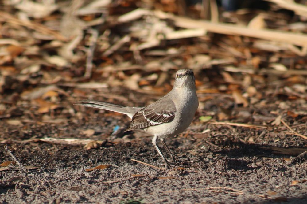 Mirasol Park Image