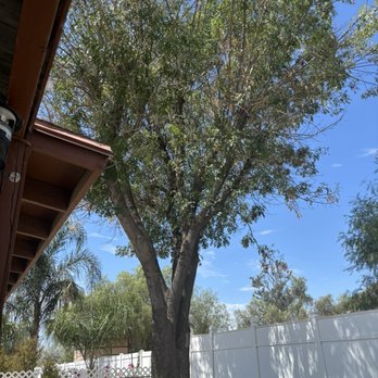J A G S Tree Service - Before - Masonry/Concrete Near Me J A G S Tree Service - Before - Masonry/Concrete Near Me
