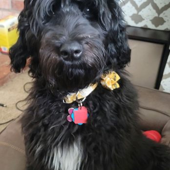 Smarty Paws Grooming - Before - Pet Groomers Near Me - Suisun City, California