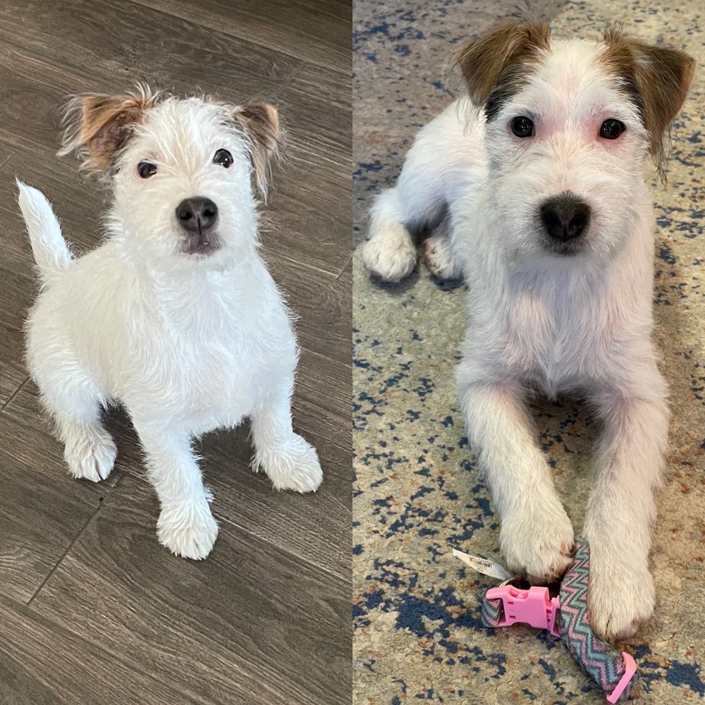 THE SASSY POOCH MOBILE GROOMING SALON Updated September 2024 33