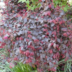 Trees Of The Napa Valley - Loropetalum