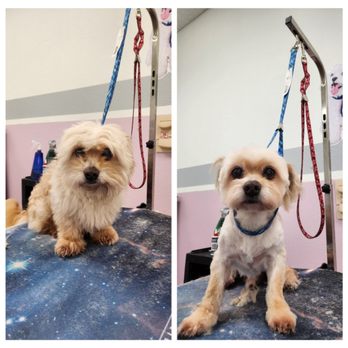 Favorite Grooming - Pet Groomers Near Me - Rancho Cucamonga, California Favorite Grooming - Pet Groomers Near Me - Rancho Cucamonga, California