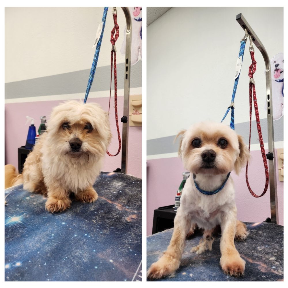 FAVORITE GROOMING Updated May 2024 265 Photos & 56 Reviews 8035