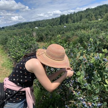 Henna Blueberry Farm - Picking away! - Farms Near Me - Carnation, Washington Henna Blueberry Farm - Picking away! - Farms Near Me - Carnation, Washington
