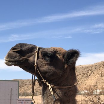 Camel Safari - Spud the camel - Zoos Near Me - Bunkerville, Nevada