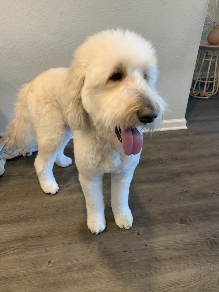 OOODLES PET GROOMING Updated October 2024 61 Photos & 45 Reviews