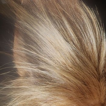 Lovely Pet Spa - Ear hair is uneven - Pet Groomers Near Me - Montebello, California