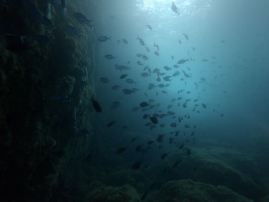 Dive! Tutukaka by null