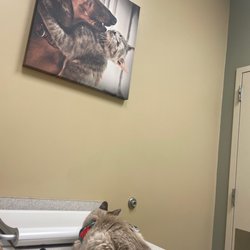 Pet Xpert Animal Clinic - My Geisha is not feeling well