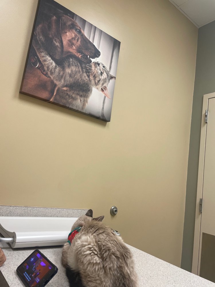 Pet Xpert Animal Clinic Image