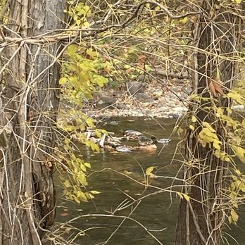 River Rock Restaurant - Mallard ducks - Burgers Near Me - Salem, Virginia