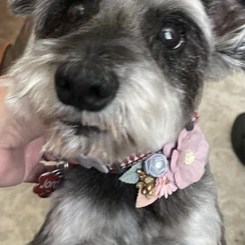 Coconut Pet Spa Mobile Grooming - Jordan - Pet Groomers Near Me Coconut Pet Spa Mobile Grooming - Jordan - Pet Groomers Near Me