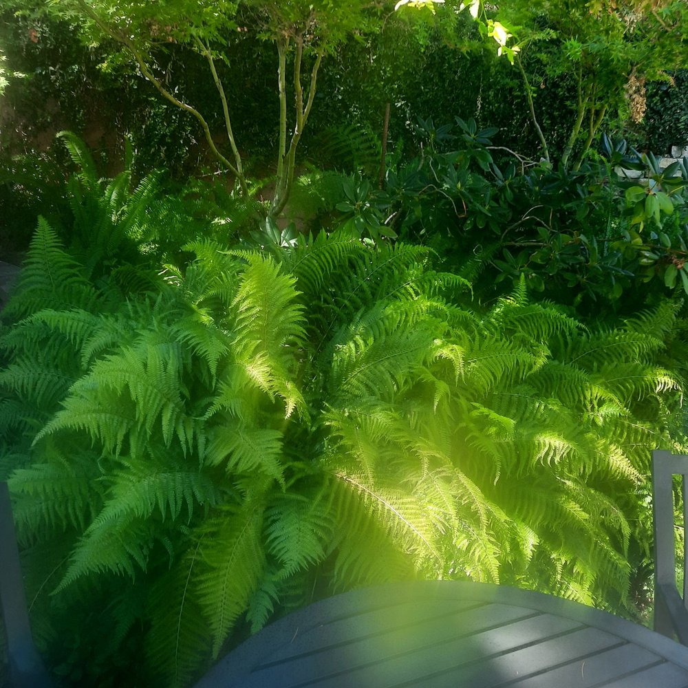 Åppellation - Lush greenery we took from our room balcony - Venues & Event Spaces Near Me - Lodi, California Åppellation - Lush greenery we took from our room balcony - Venues & Event Spaces Near Me - Lodi, California