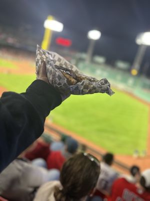 Fenway Park by null