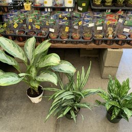 Exterior outside entrance of Green Thumb Nursery - Indecisive between these three aglaonema cultivars - Lake Forest, California Exterior outside entrance of Green Thumb Nursery - Indecisive between these three aglaonema cultivars - Lake Forest, California