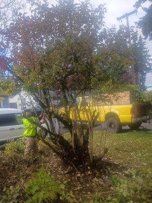Woodland - This clean up 💪 we removed our debris garbage cut Sam branches 🪾 removed sum dirt to make the yard wonderful Woodland - This clean up 💪 we removed our debris garbage cut Sam branches 🪾 removed sum dirt to make the yard wonderful