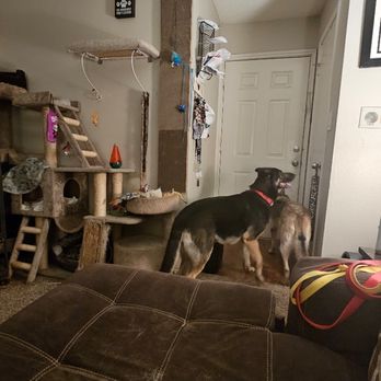 Pretty & Polite Pets - Pet Groomers Near Me Pretty & Polite Pets - Pet Groomers Near Me