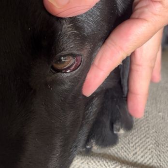 Pet Heroes Dog Grooming - Red and swelling of eye up close - Pet Sitting Near Me - El Paso, Texas Pet Heroes Dog Grooming - Red and swelling of eye up close - Pet Sitting Near Me - El Paso, Texas