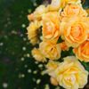 Point Defiance Rose Garden gift card