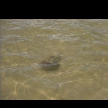 Dreamlander Tours - Two horseshoe crabs mating - Fishing Near Me - Goodland, Florida Dreamlander Tours - Two horseshoe crabs mating - Fishing Near Me - Goodland, Florida