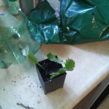 Direct Gardening - Yellow Christmas cactus - Nurseries & Gardening Near Me - Bloomington, Illinois Direct Gardening - Yellow Christmas cactus - Nurseries & Gardening Near Me - Bloomington, Illinois