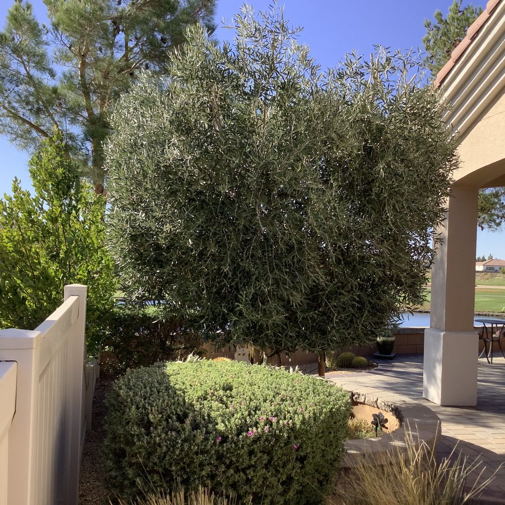 M.C LANDSCAPING & DESIGN - Olive tree - Landscaping Near Me - Hesperia, California M.C LANDSCAPING & DESIGN - Olive tree - Landscaping Near Me - Hesperia, California