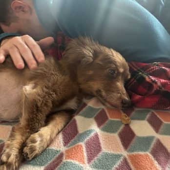 Luna Veterinary Care - Pet Hospice Near Me