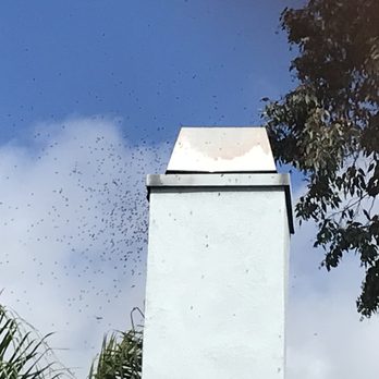 A Bee Solution - As soon as the sun broke through the rain, bees were zipping in and out. Despite the reach, Eloy quickly dispatched the swarm. - Pest Control Near Me - North Hollywood, California A Bee Solution - As soon as the sun broke through the rain, bees were zipping in and out. Despite the reach, Eloy quickly dispatched the swarm. - Pest Control Near Me - North Hollywood, California