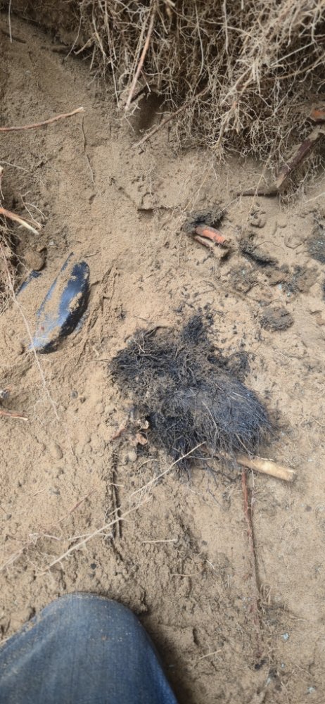 Slide of Rockin Rooter