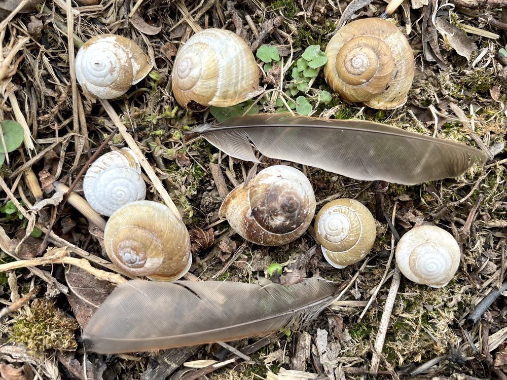 EDGAR M. QUEENY COUNTY PARK Updated September 2024 198 Photos & 30