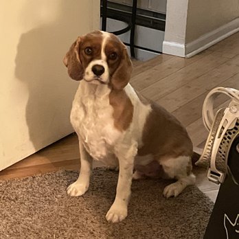 Perfect Pets - Two years later! My best friend  just not a cavalier - Pet Breeders Near Me - Centennial, Colorado