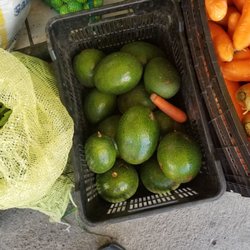 Frutas Baca - Giant Avocodos